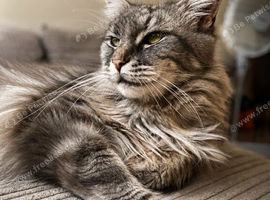 Beautiful maincoon x