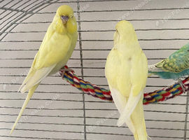 Young buttercup budgies male and females