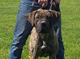 Presa canario
