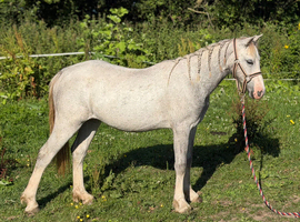 Yearling Welsh filly to make 13.2