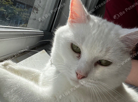 Beautiful cat called bowie