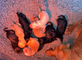 Cockapoo puppies