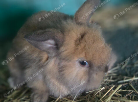 Bunny lionhead x mini lop