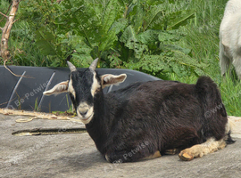 baby boy goats for sale
