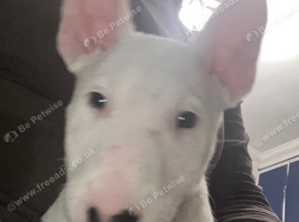 KC Registered 2 x Left ready for their forever homes