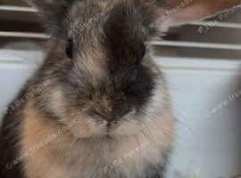 3 month old mini lop