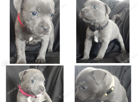 Blue Staff Puppies