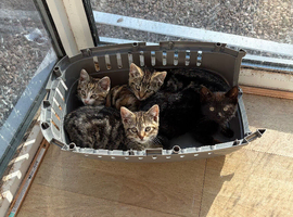 3 x boys