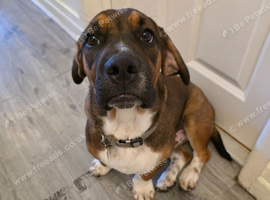 Basset Hound cross