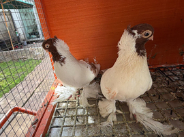 Polish Fancy Pigeons for Sale