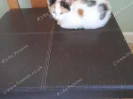 Lovely kittens Looking for their forever homes lo