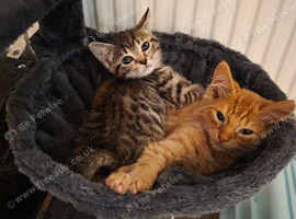 2 kittens, girl and boy