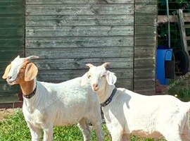 2 lovely goats