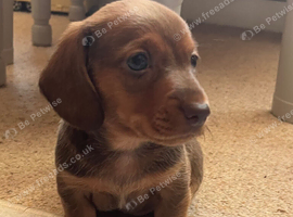 Four male miniature dachshund for sale