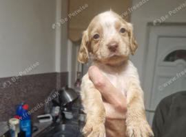 Show cockers spaniels