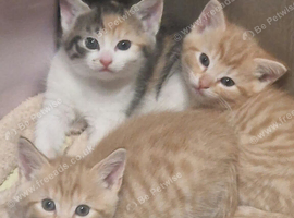 3 beautiful kittens ready to go