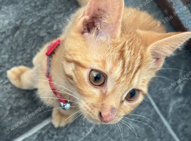 Kitten for sale