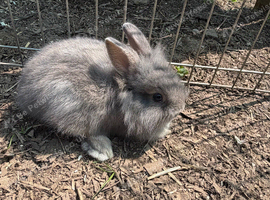 Lion head lops