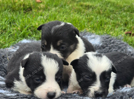 3 Boy Border Collie Pups left