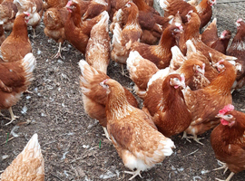 Goldlines For Sale 16 Weeks Old