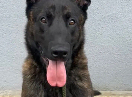 15 months Dutch Shepherd