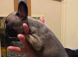 Female french bulldog puppies