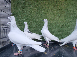 Pigeons for sale ( Jasny )