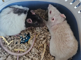 2 male rats for sale