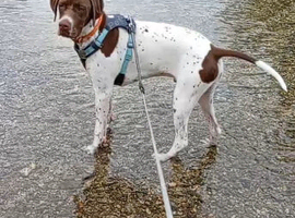 7 month old English Pointer (boy)
