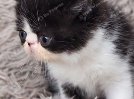 Beautiful Persian kittens