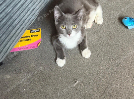 Kittens