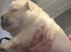 2 stunning male chow chow Puppys left