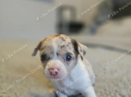 Beautiful mini chihuahuas