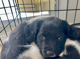 Heavily Marked Spring Spaniel Dog Pup KC Reg