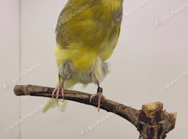 Persian & Lancashire canary's available