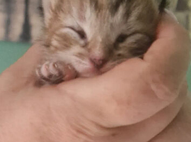 beautiful Bengal Cross Kittens