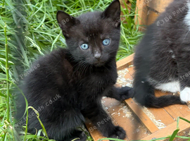 Beautiful playful kittens