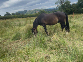 Welsh section D gelding