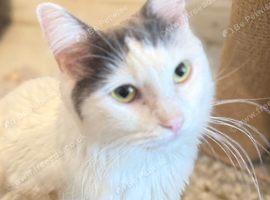 Adult cat looking for new home