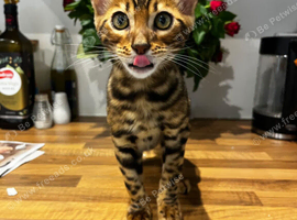 Stunning Bengal Male Kitten - Beautiful Markings & Very Friendly