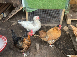 4 chickens