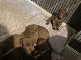 3 male cane corso pups