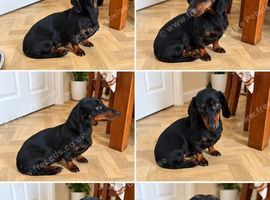 Miniature dachshund black &tan