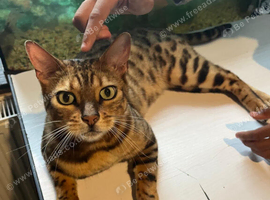 Male bengal cat