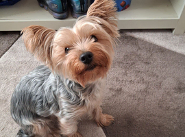 Yorkie stud