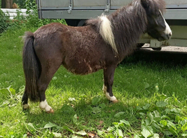 Miniature Shetland colt