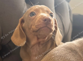 Ready now!! Miniature dachshund puppies