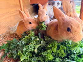 3 baby Rex rabbits
