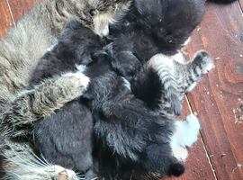 4 beautiful boys