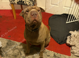 I need to rehome my Shar pei